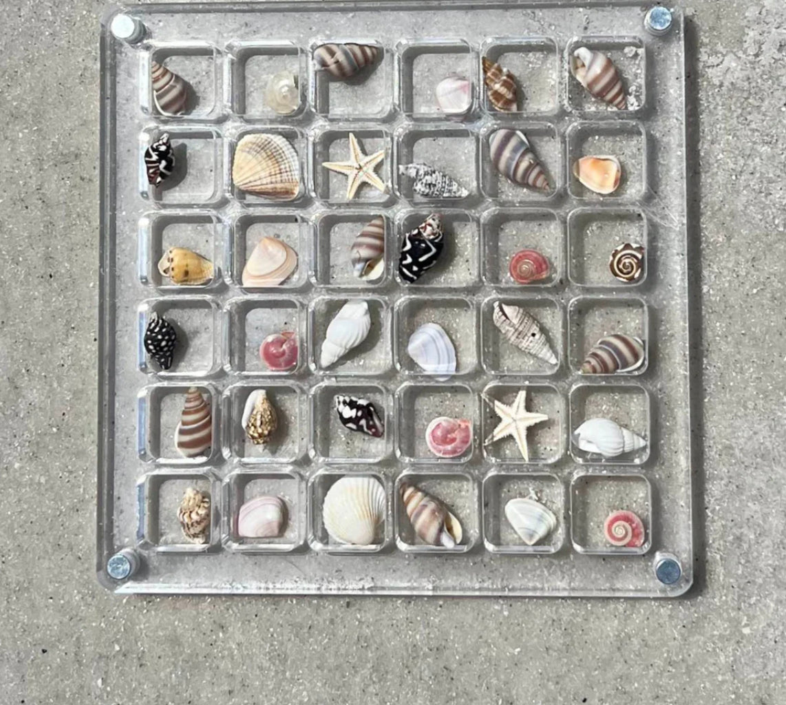 Seashell Display Case